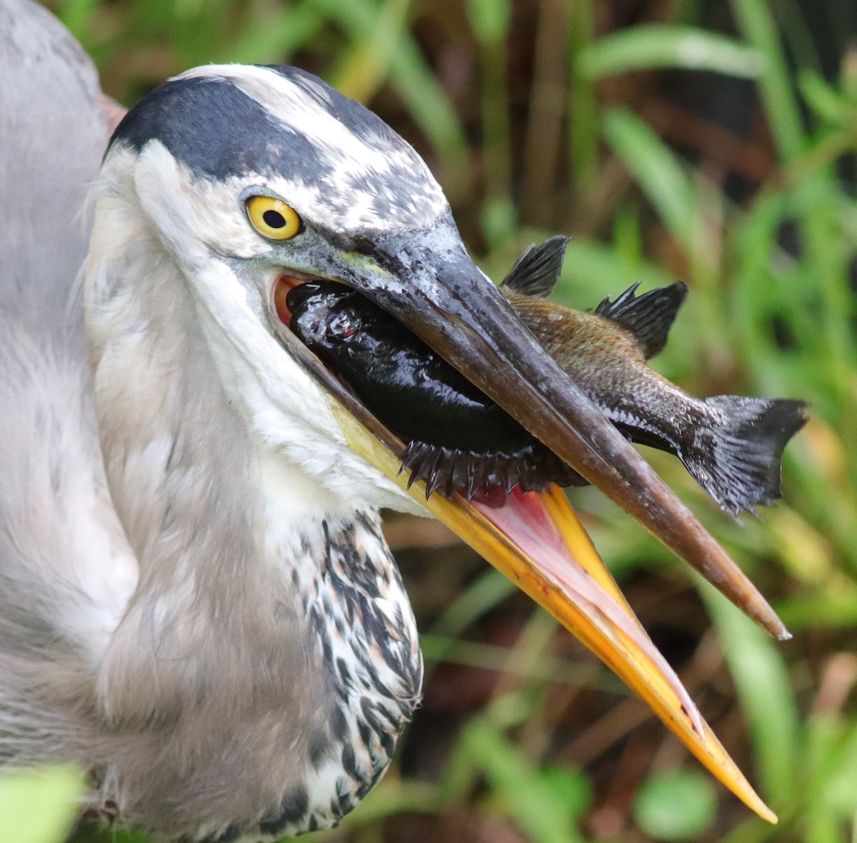 Great Blue Heron With Fish Dinner At Fenney Nature Trail