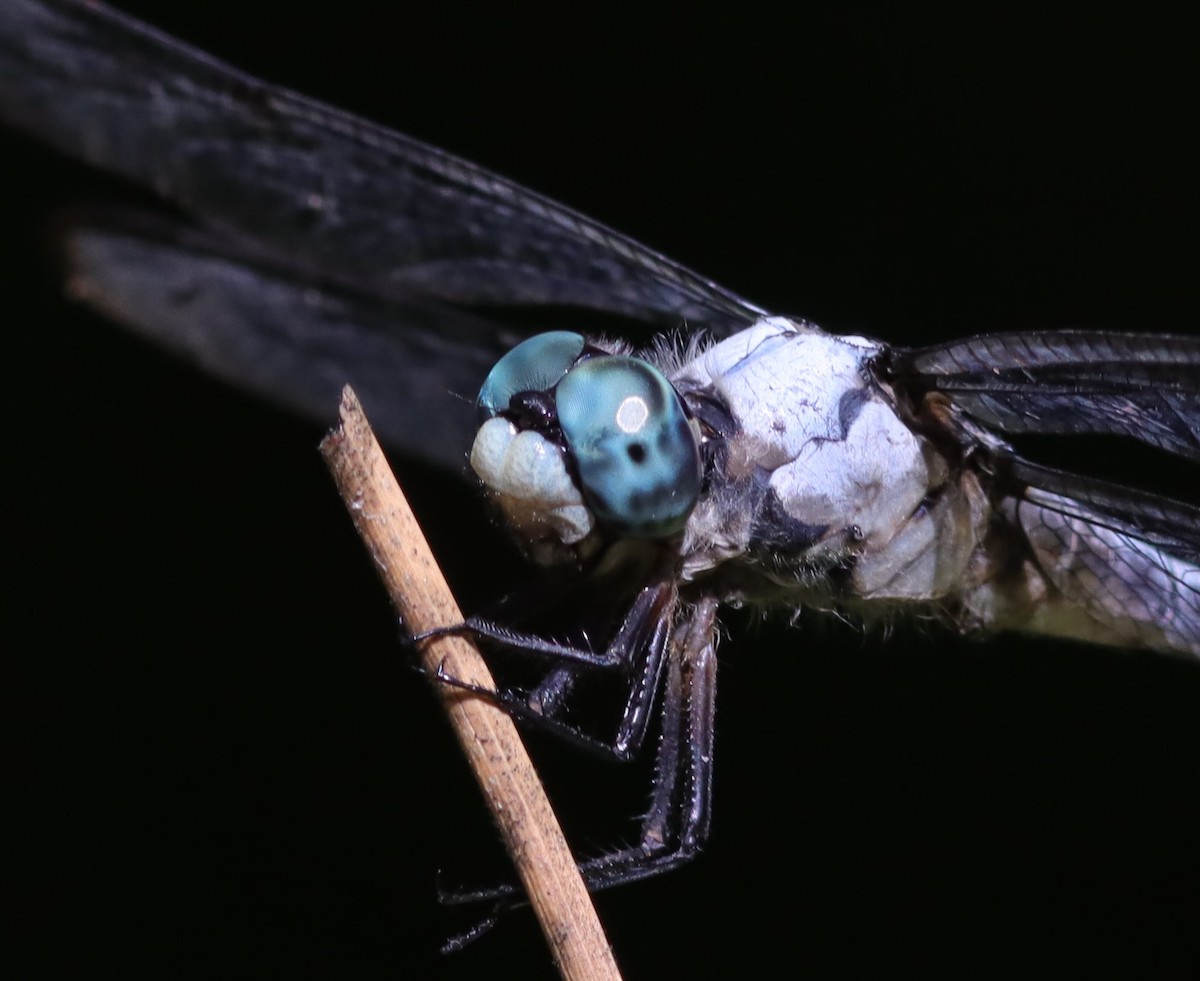 Great Blue Skimmer Dragonfly At Fenney Nature Trail