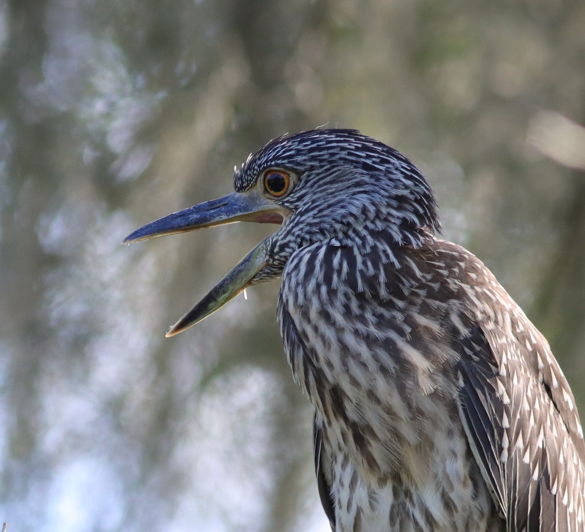 Juvenile Black-Crowned Night Heron At Fenney Nature Trail