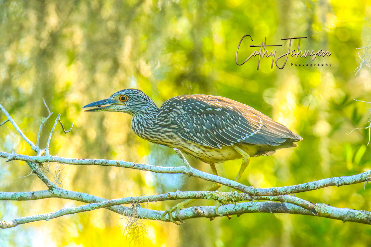 Juvenile Yellow-Crowned Night-Heron At Fenney Nature Trail