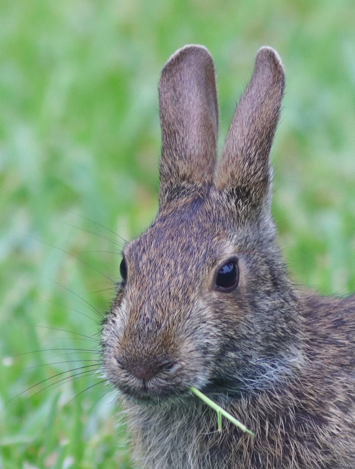 Rabbit Enjoying Breakfast Near The Fenney Nature Trail