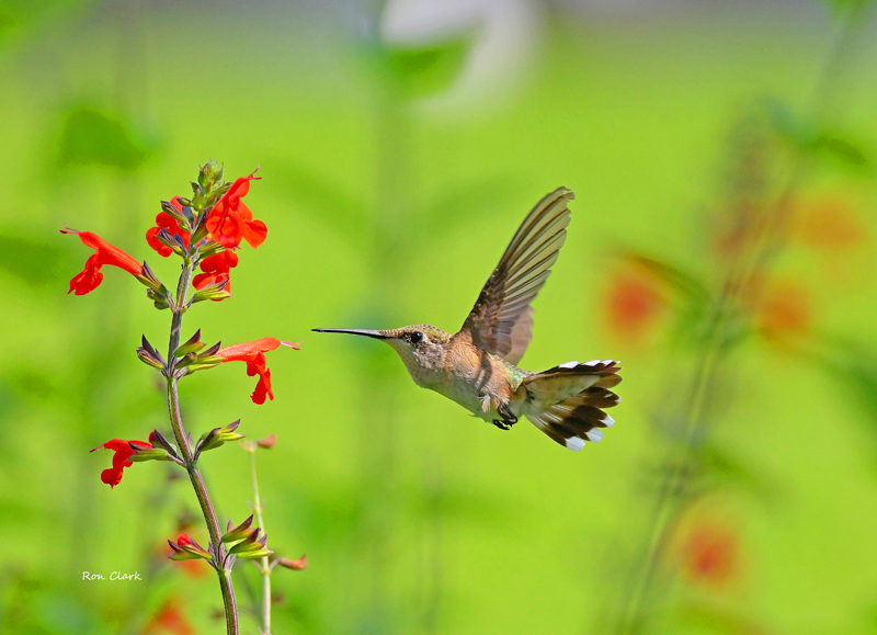Ruby-Throated Hummingbird At The Fred Funk Butterfly Garden In Lady Lake