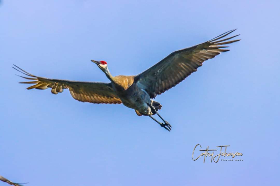 Sandhill Crane Flying Over Fenney Nature Trail