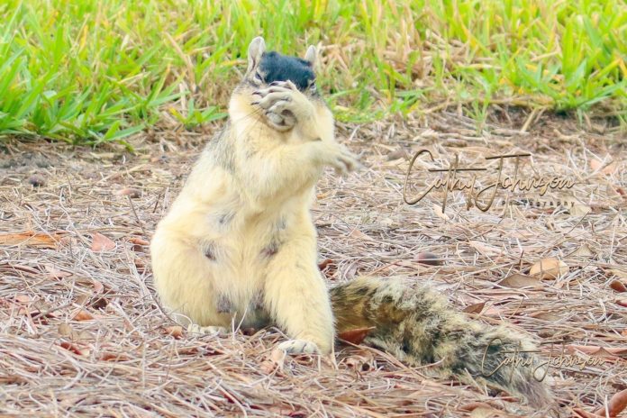 squirrel facts funny