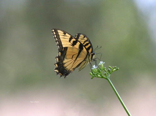 Swallowtail Butterfly At The Fred Funk Butterfly Garden In Lady Lake