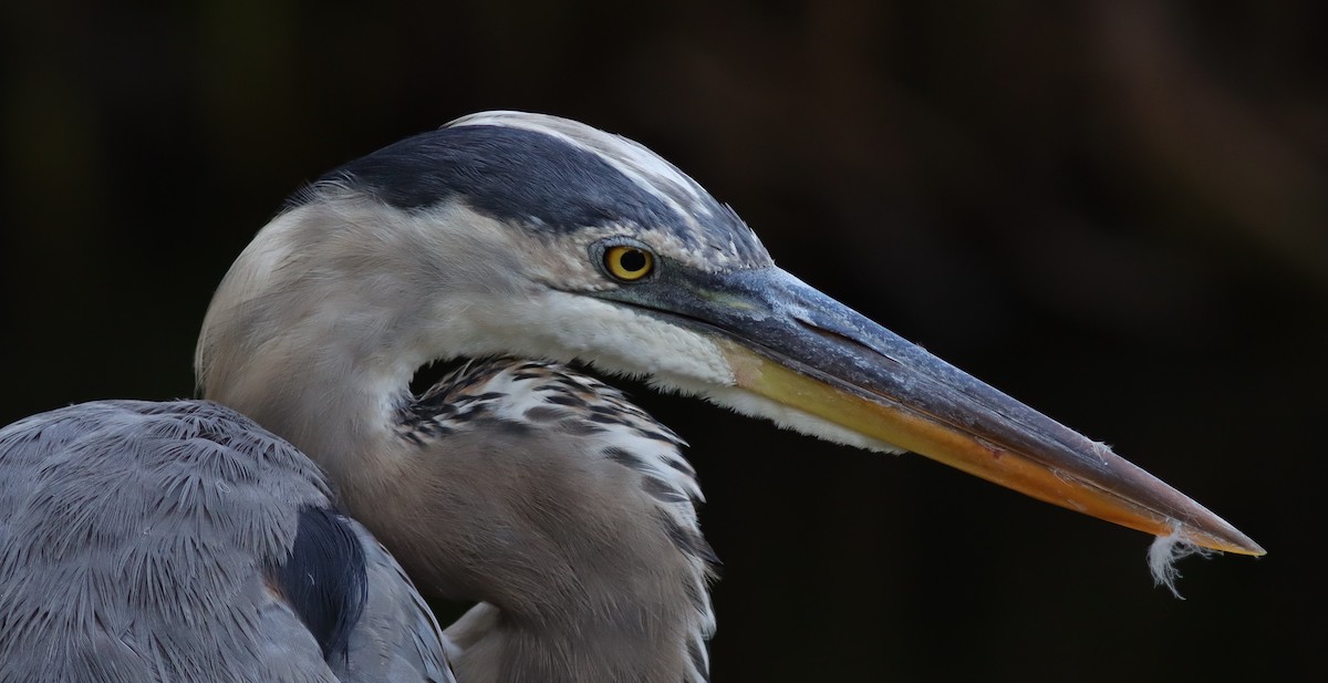 The Beautiful Great Blue Heron At Fenney Nature Trail