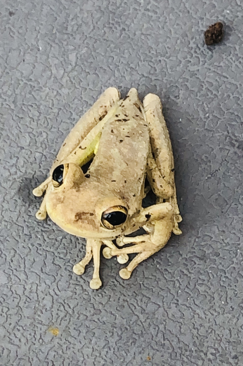 Visit From Cuban Tree Frog