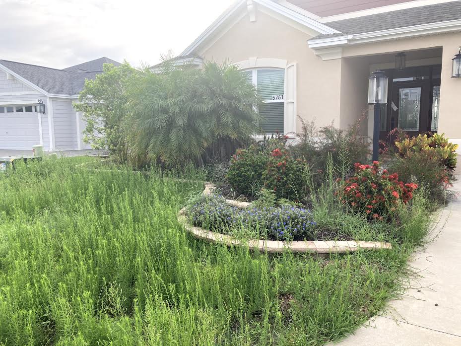 Weeds and grass are in abundance at this home on Sea Grapes Way in the Village of Fenney