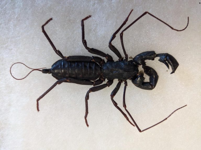 Intimidating-looking whip scorpions are native to the Sunshine State
