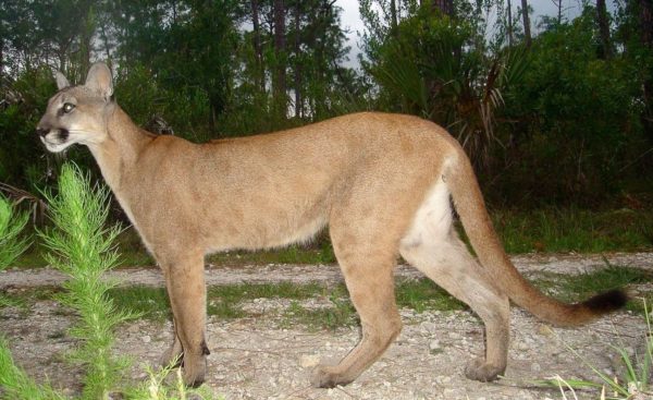 Adult Florida Panthers are a uniform tawny brown in coloration are 5 7 feet in length and can weigh between 60 to 160 pounds Adult Florida Panthers are a uniform tawny brown in coloration are 5 7 feet in length and can weigh between 60 to 160 pounds