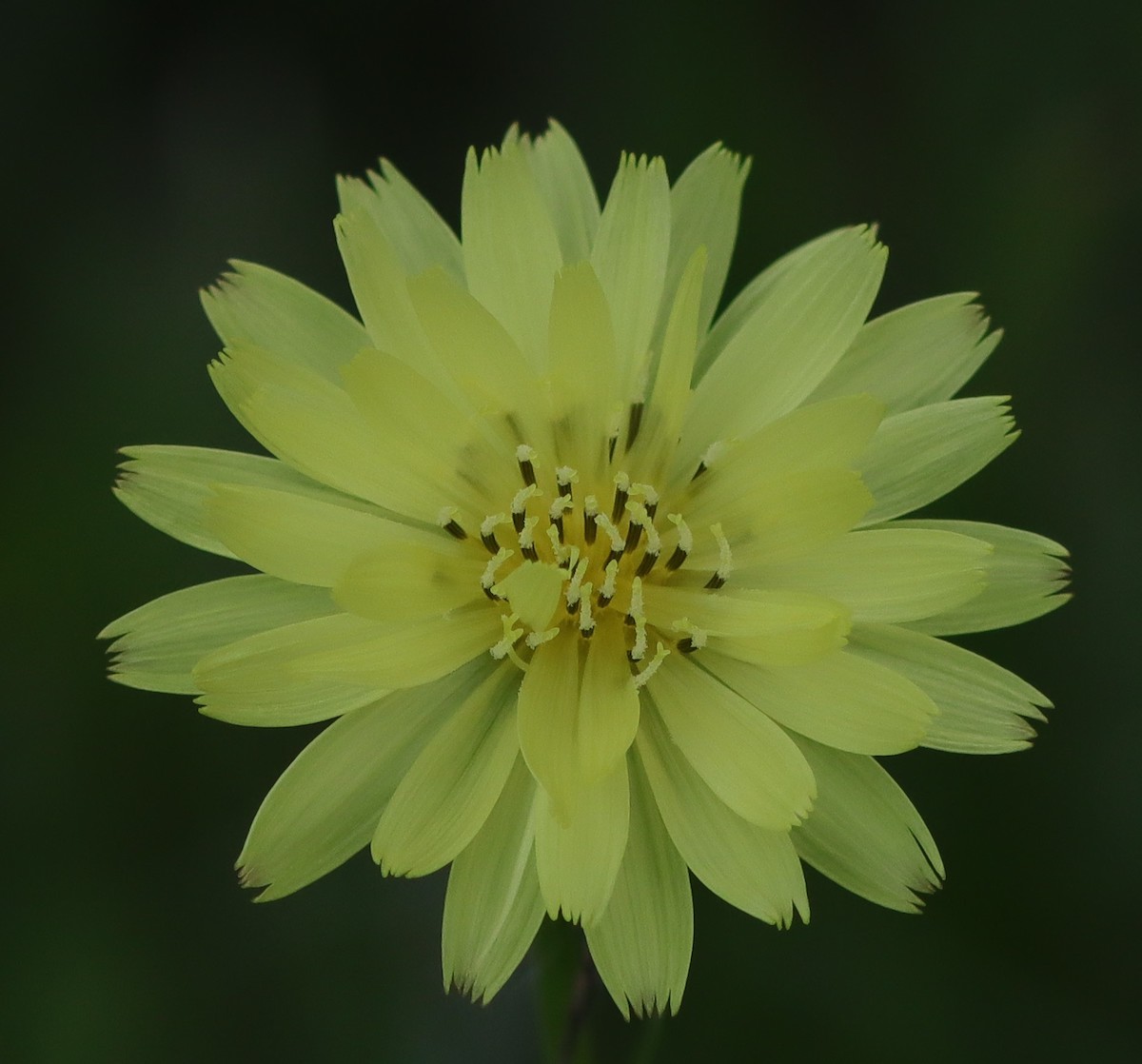 Beautiful Carolina Desert-Chicory At Fenney Nature Trail