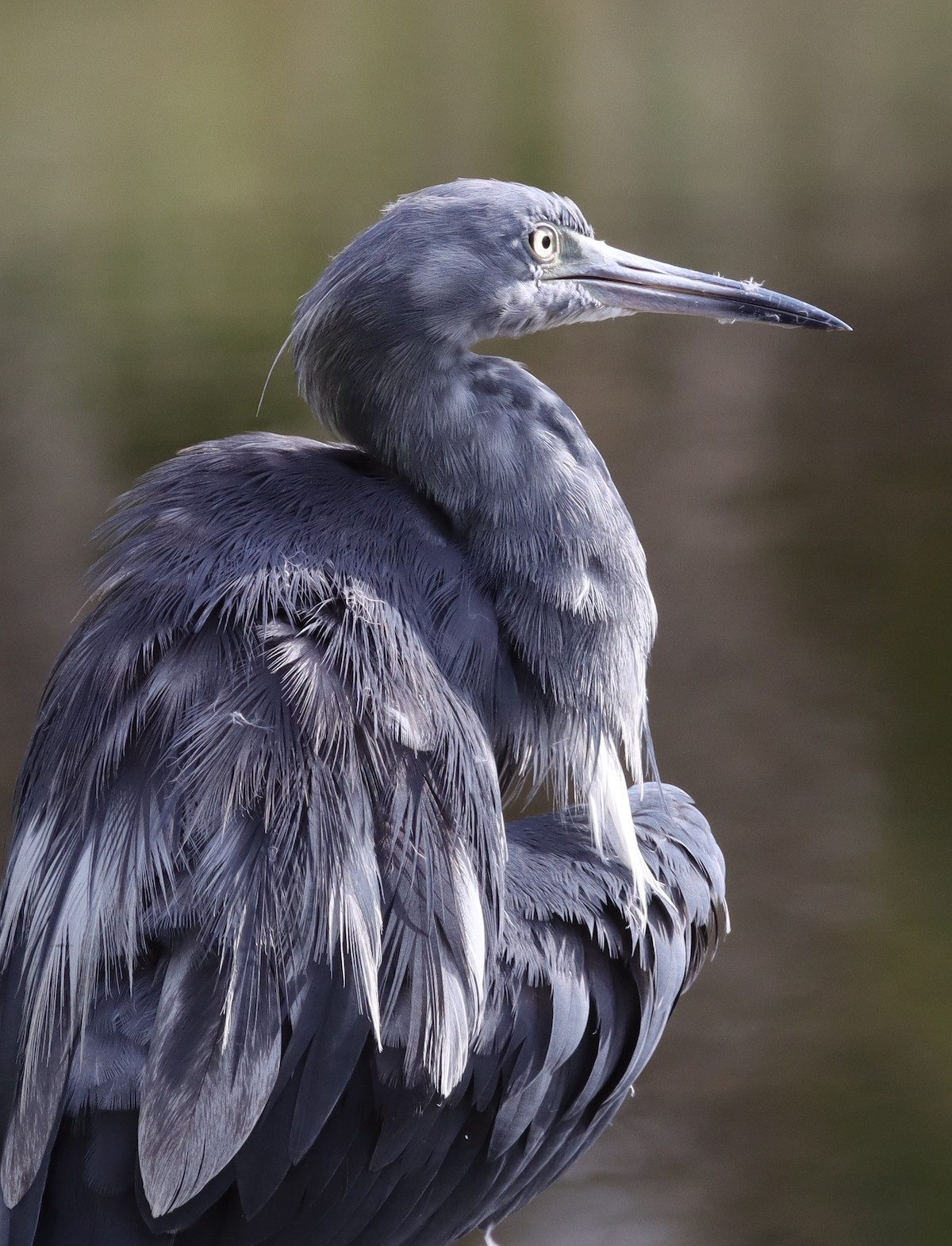 Beautiful Immature Little Blue Heron At Fenney Nature Trail