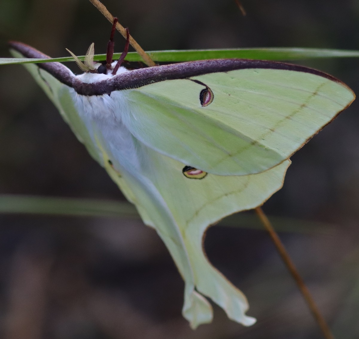 Beautiful Luna Moth At Fenney Nature Trail
