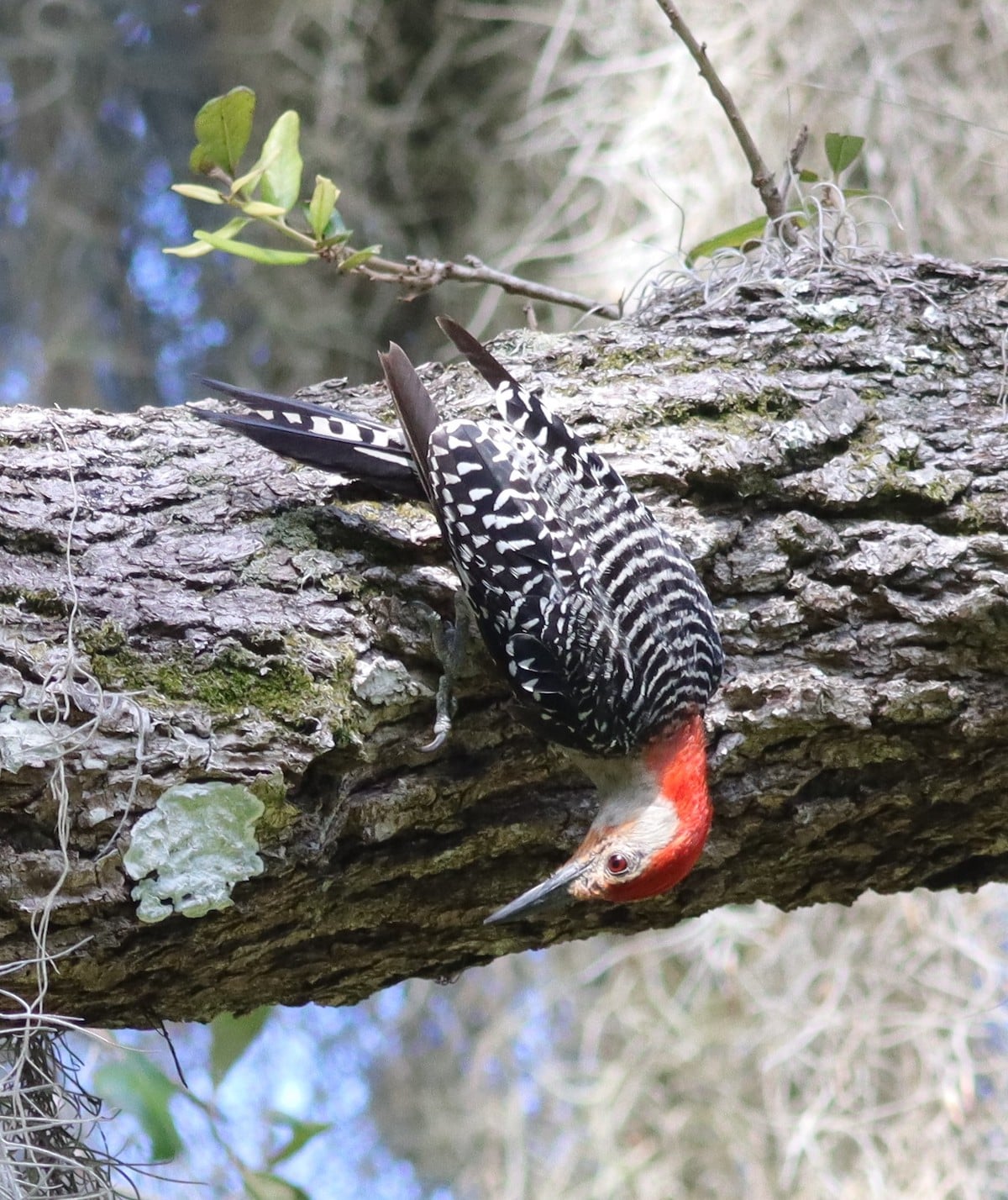 Beautiful Red-Bellied Woodpecker At Fenney Nature Trail
