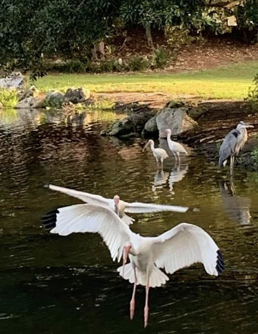 Beautiful Wildlife At Glenview Pond