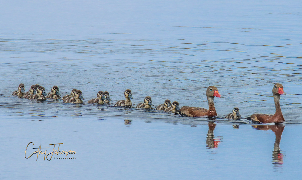 Black-Bellied Whistling Duck Family Out For Swim In Village Of Marsh Bend