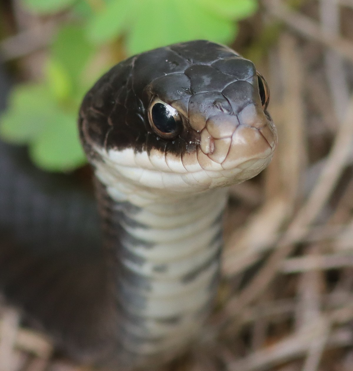 Black Racer Snake At Fenney Nature Trail