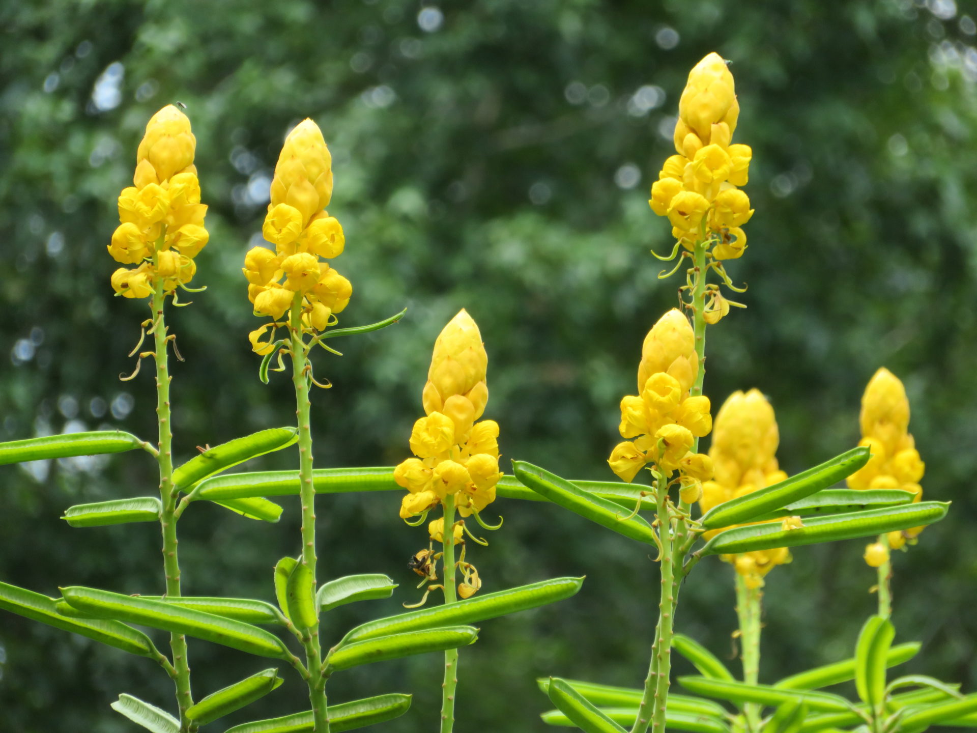 Golden Cones Of Fred Funk Butterfly Garden