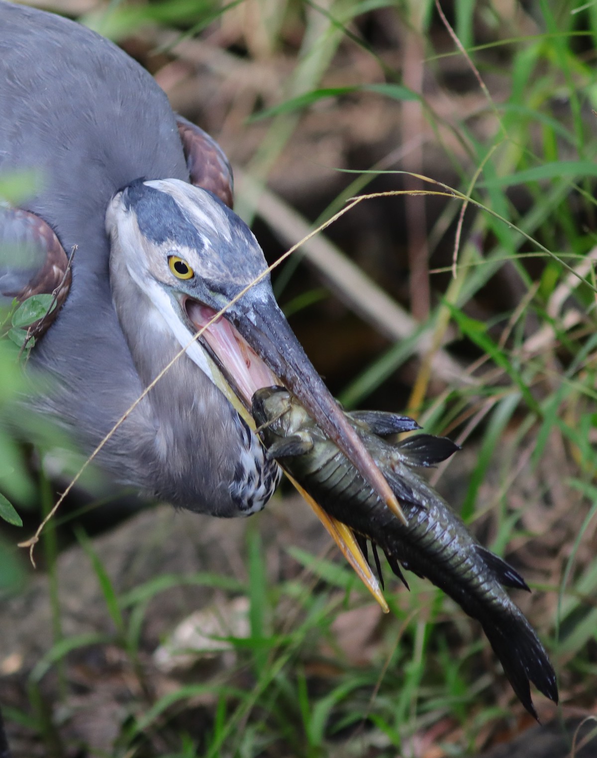 Great Blue Heron Catching A Catfish At Fenney Nature Trail