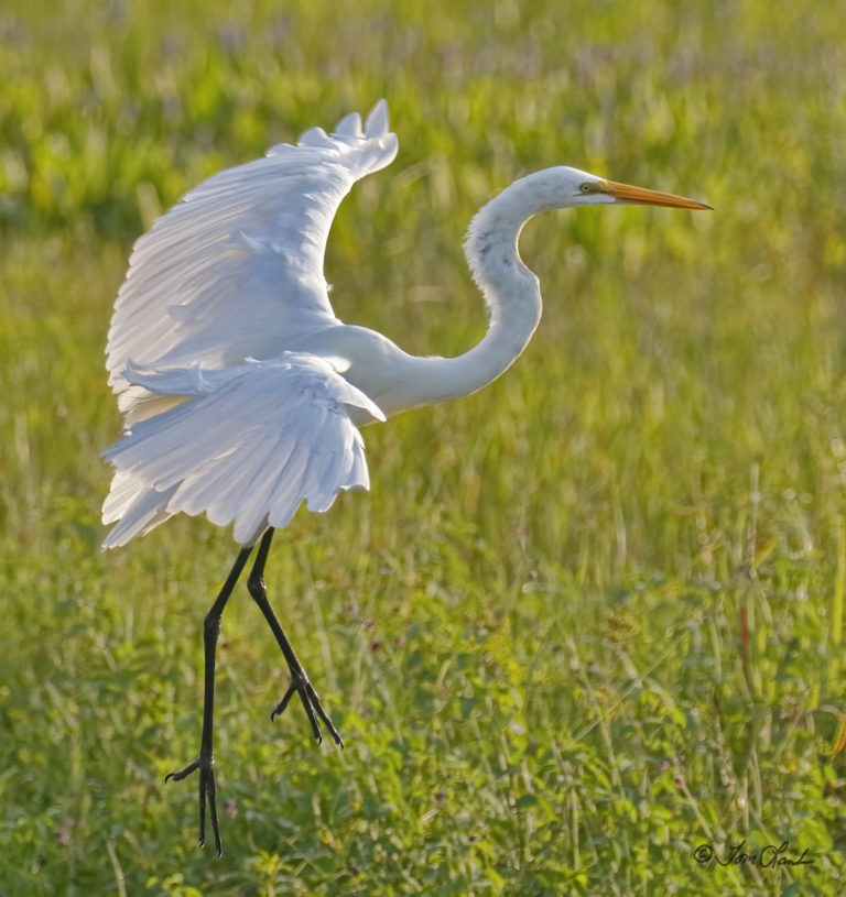 Great Egret Coming In For A Landing At Sharon Rose Wiechens Preserve