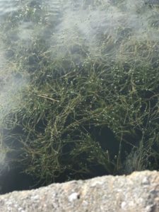 Hydrilla