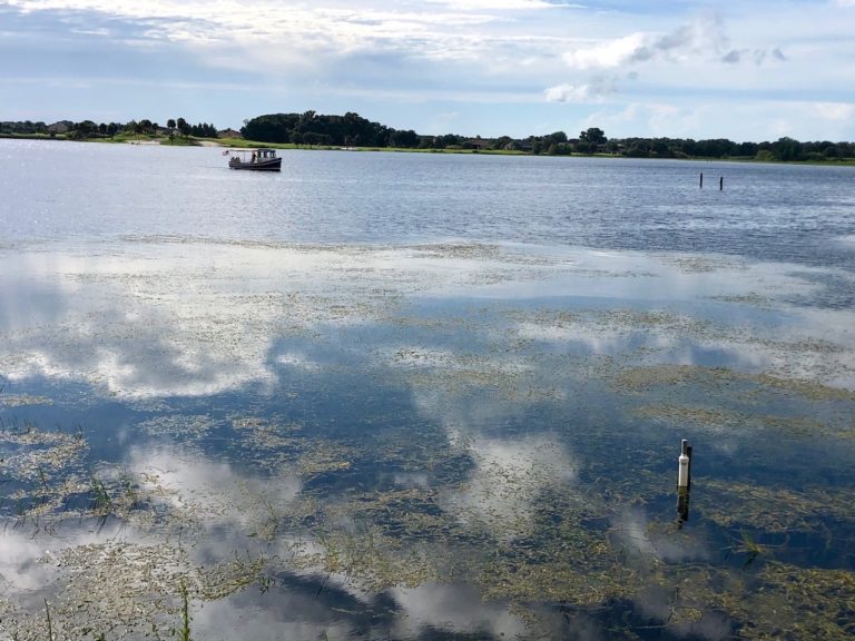 Hydrilla can be seen growing at Lake Sumter Landing as the Lake Sumter Line boat sails