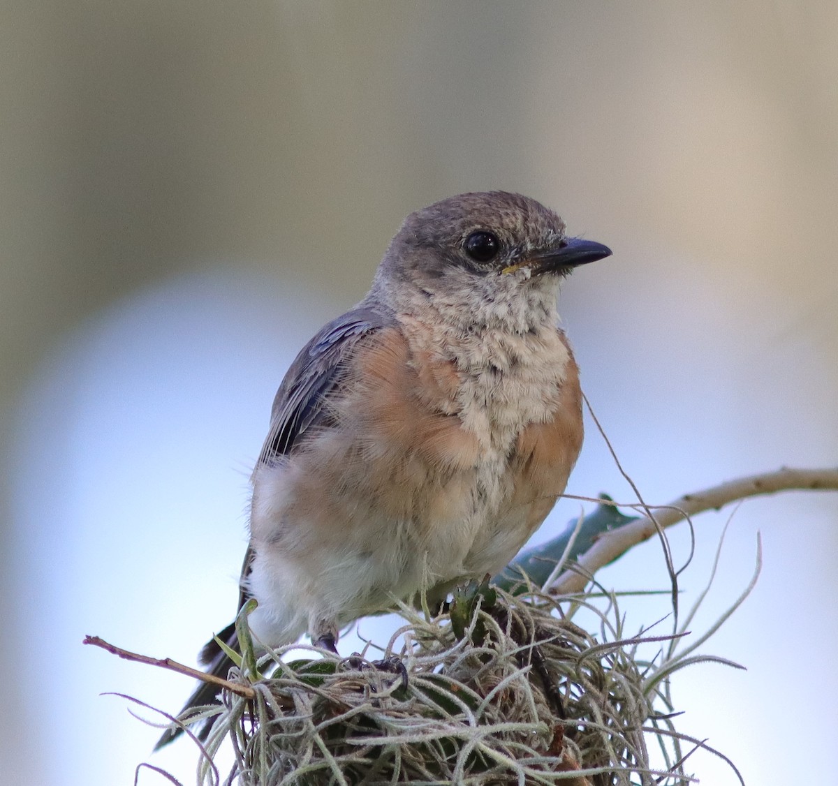 Juvenile Eastern Bluebird At Fenney Nature Trail