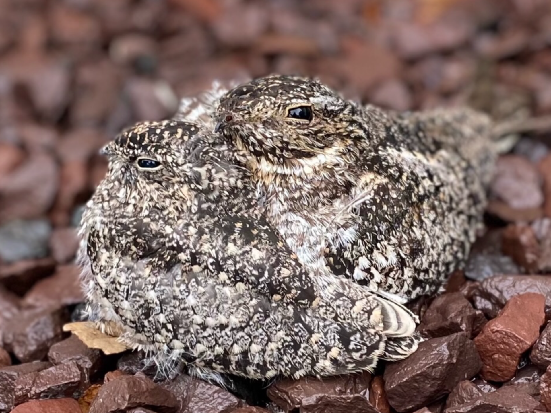 Mother And Baby Nighthawks