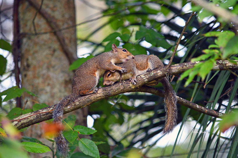 Squirrel Hug At Fenney Nature Trail