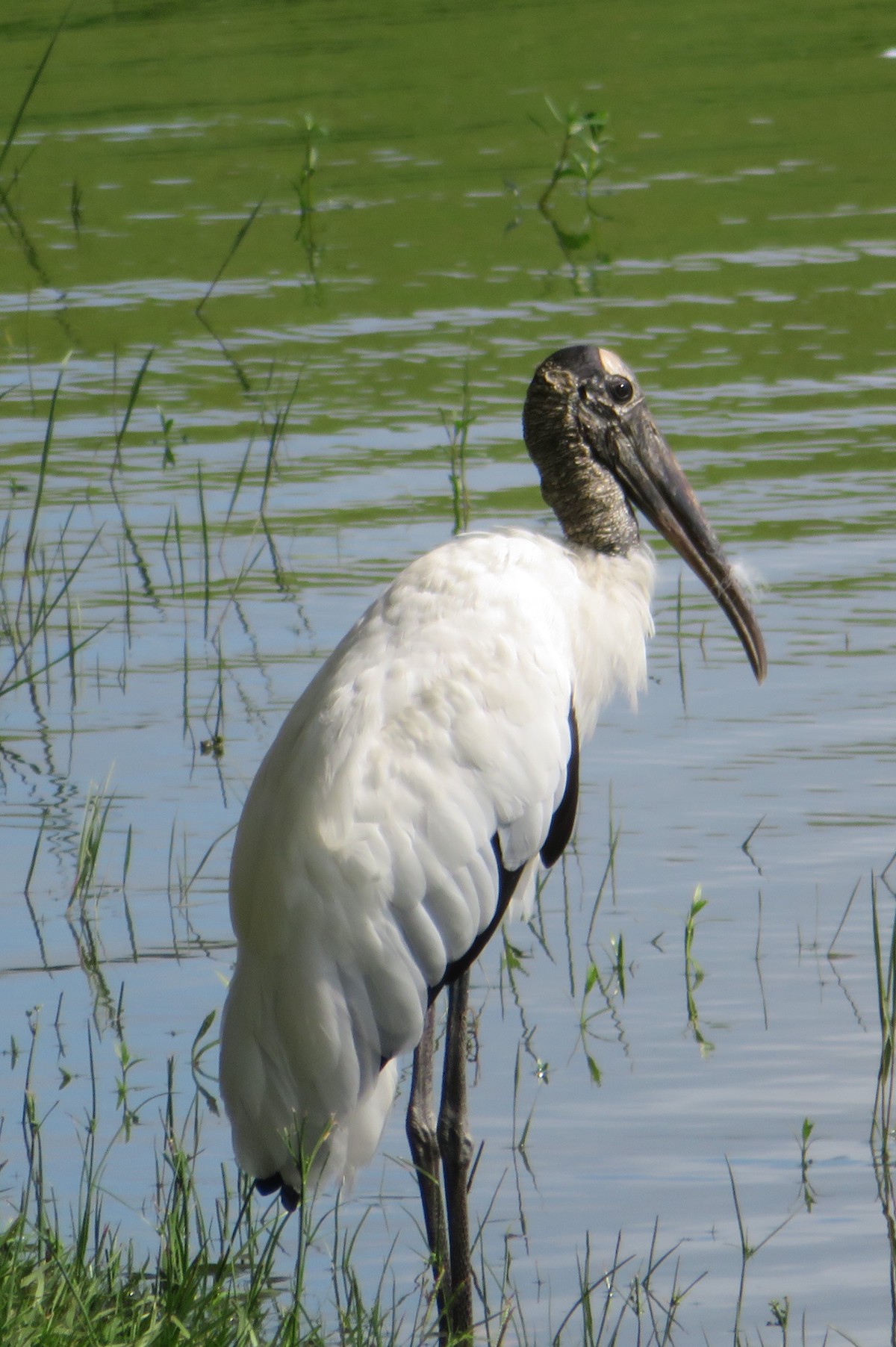 Wading Wood Stork In The Villages