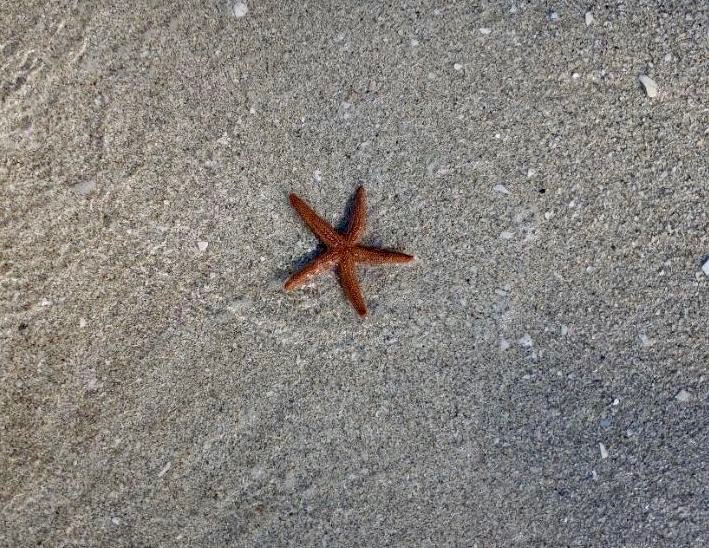 starfish