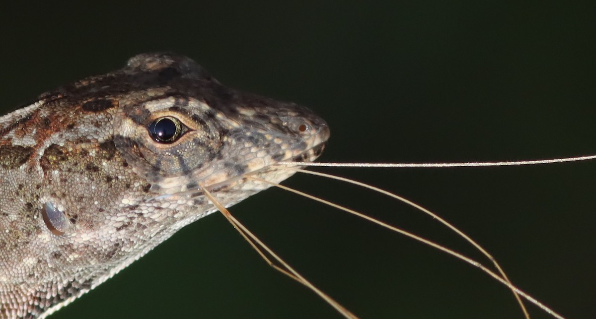 Anole Lizard Eating Breakfast At Fenney Nature Trail