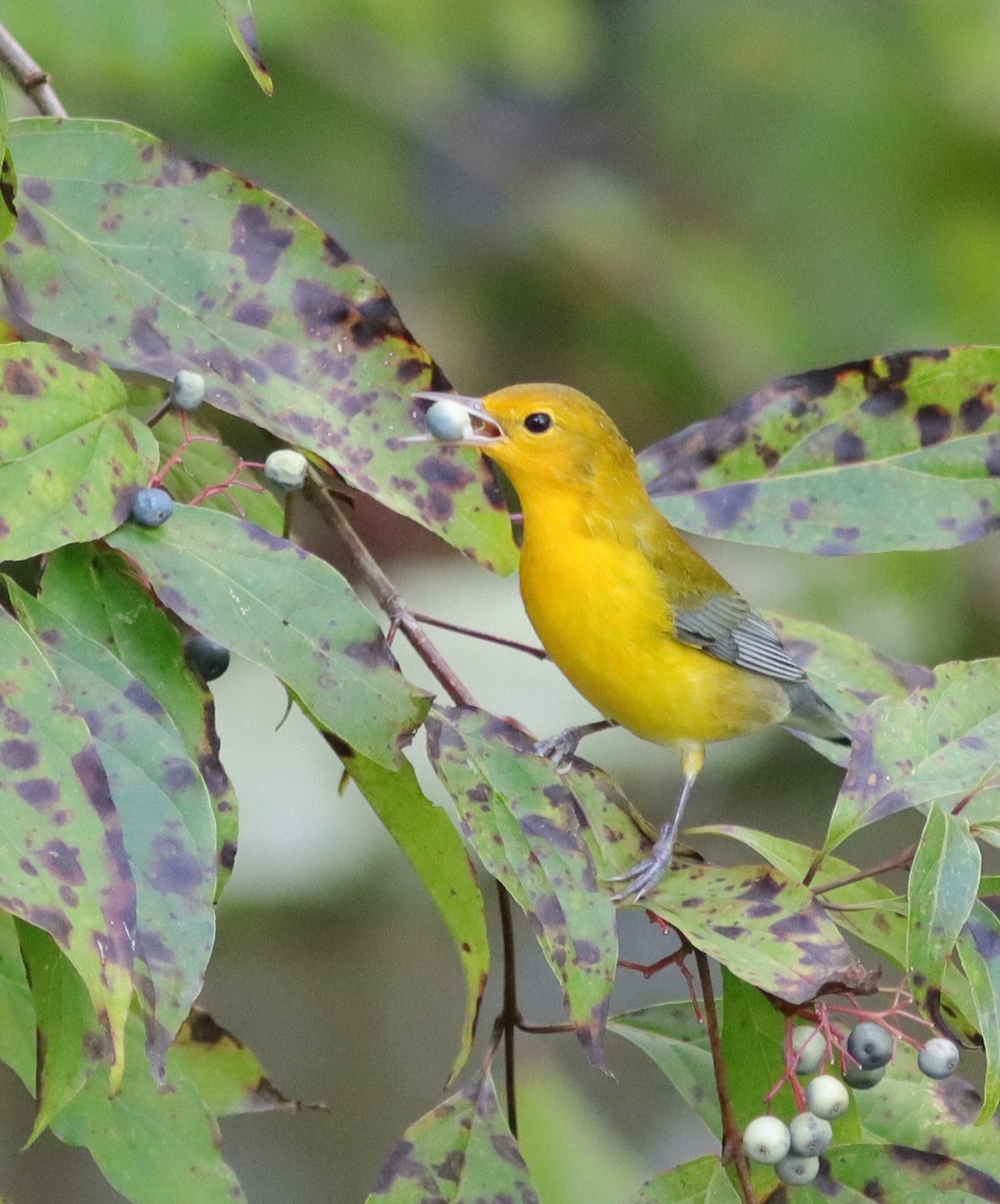 Beautiful Prothonotary Warbler At Fenney Nature Trail
