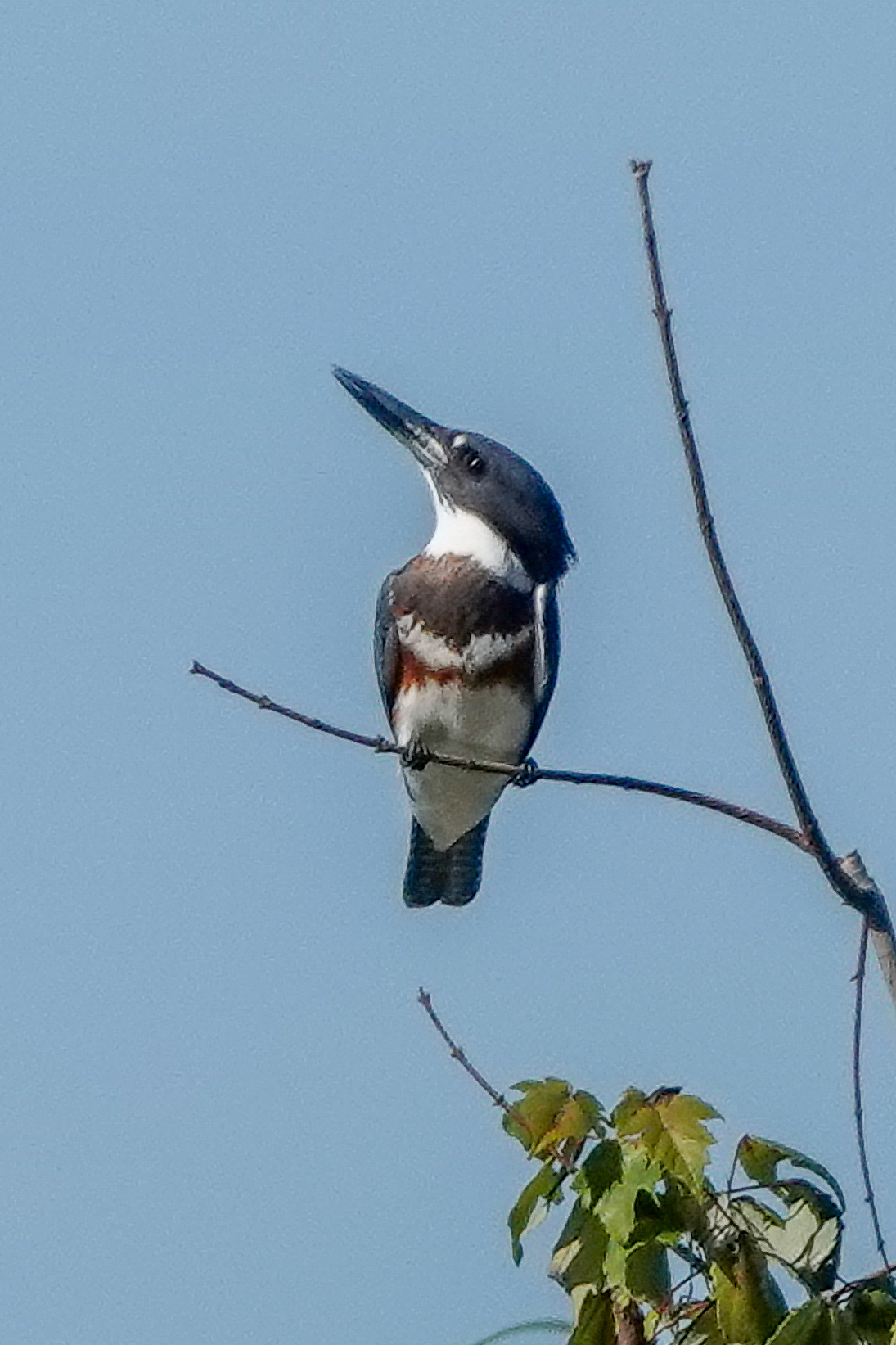 Belted Kingfisher Along Chitty Chatty Preserve Path In The Villages