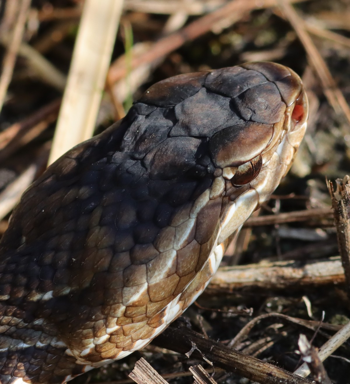 Closeup Of Cottonmouth Water Moccasin At Fenney Nature Trail