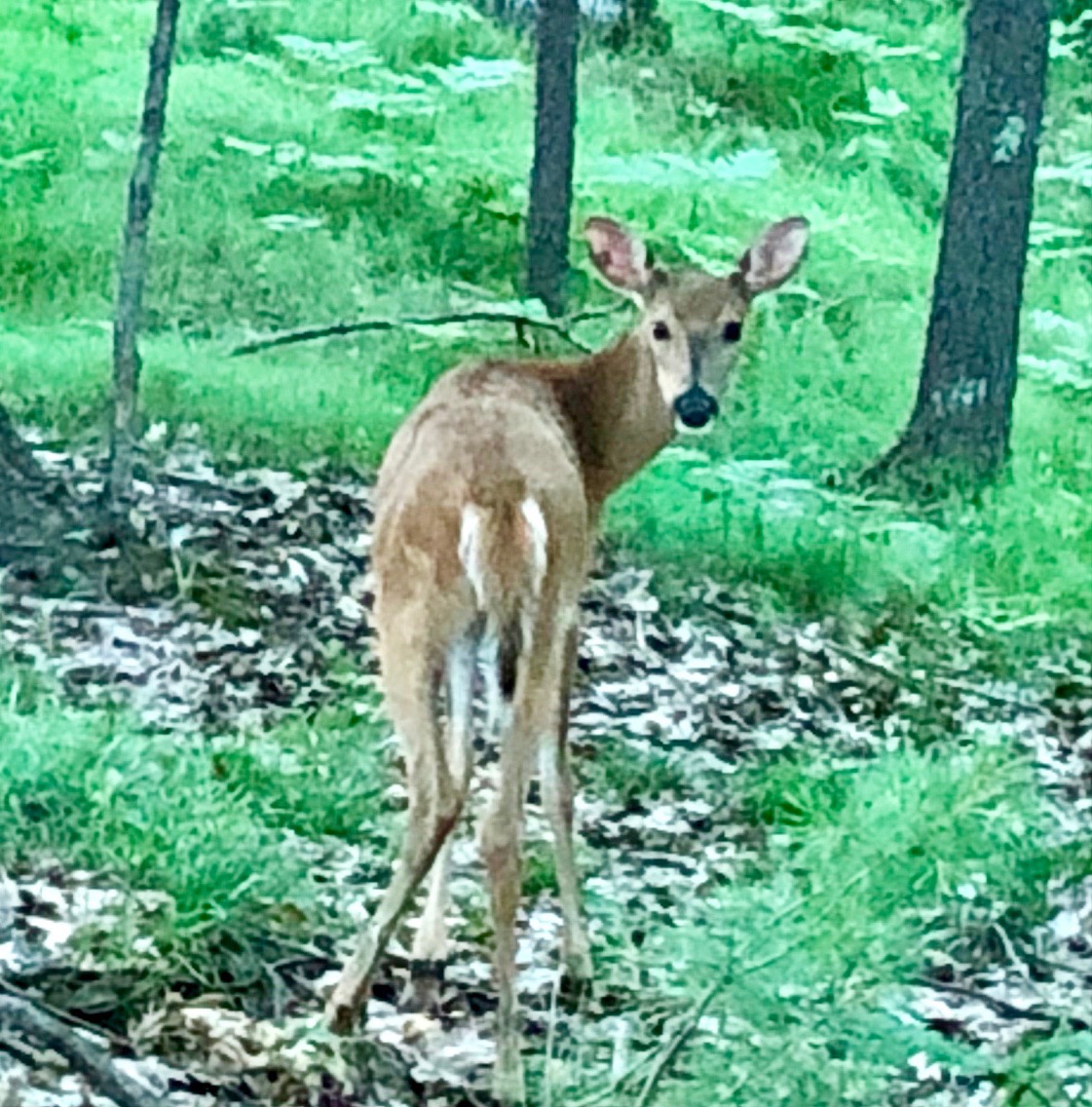Deer