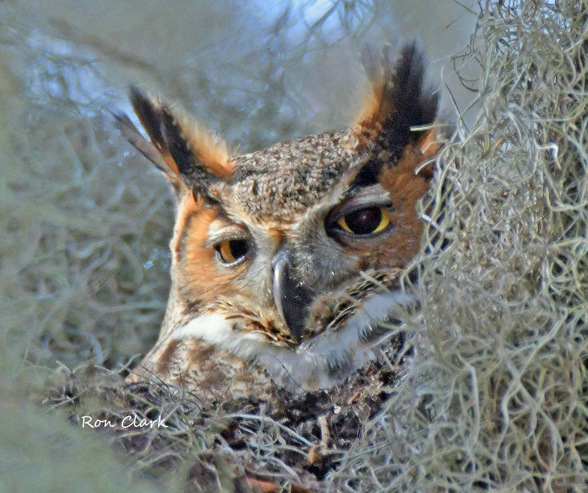 Great Horned Owl In Spanish Moss