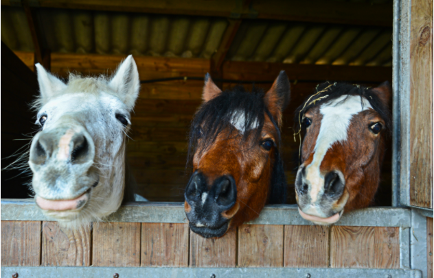 Horses
