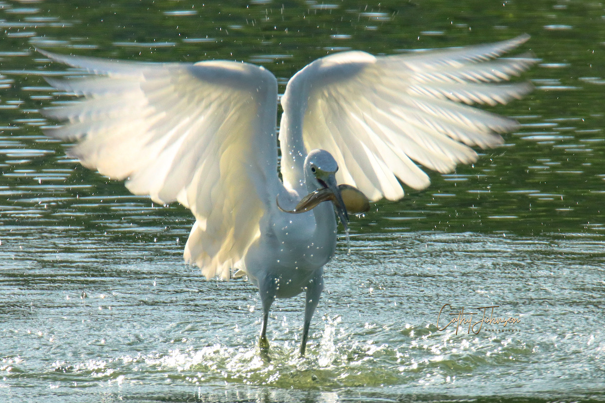 Juvenile Snowy Egret Catches A Tadpole In Monarch Grove