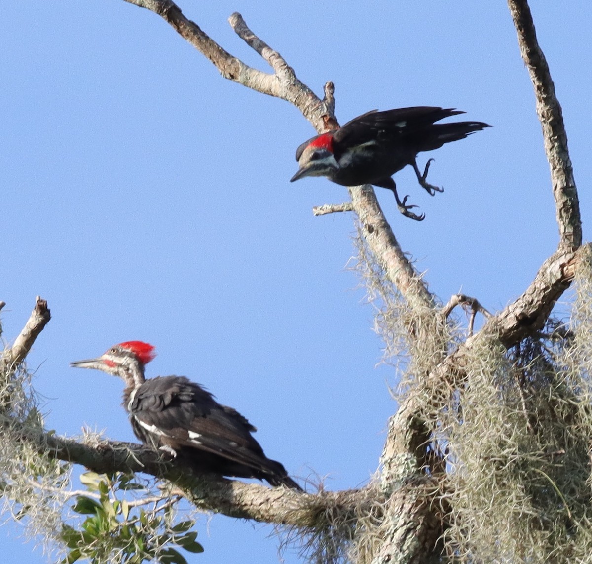 Male And Female Pileated Woodpeckers At Fenney Nature Trail