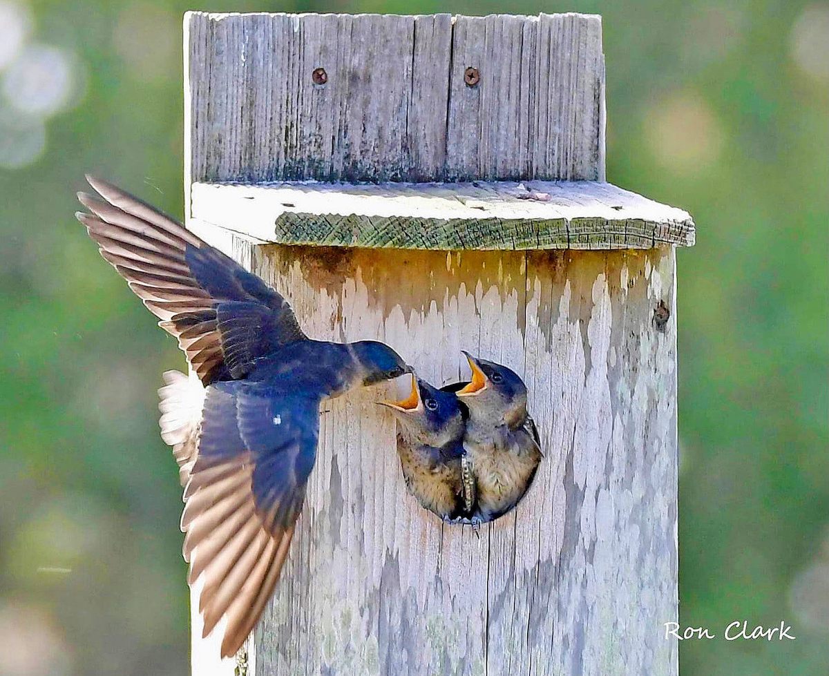 Purple Martin Feeding Chicks On Belmont Executive Golf Course