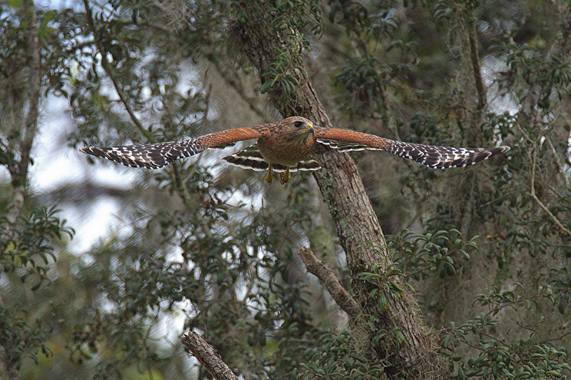 Red-Shouldered In Flight With Outstretched Wings In The Villages