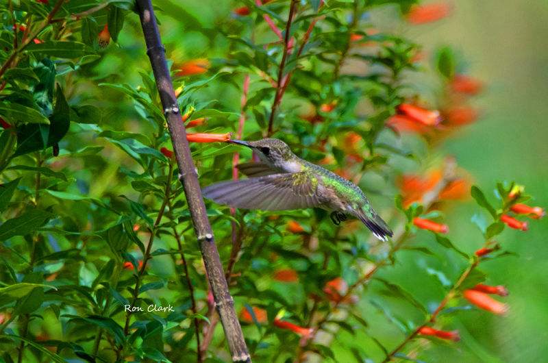 Ruby-throated Hummingbird Enjoying Nectar In The Villages Ruby-throated Hummingbird Enjoying Nectar In The Villages