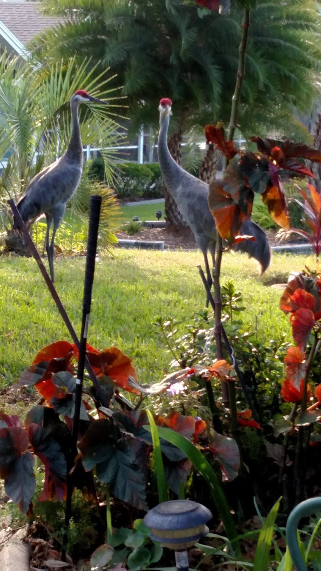 Sandhill Cranes Visiting A Backyard In The Villages