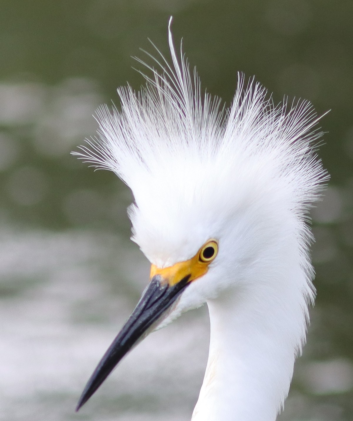 Snowy Egret Near The Village of Bradford