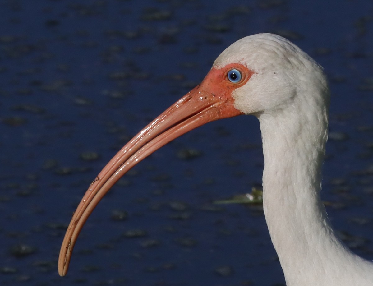 White Ibis On Pond At The Village Of Bradford