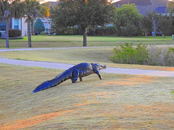 Alligators can be surprisingly quick on land Alligators can be surprisingly quick on land