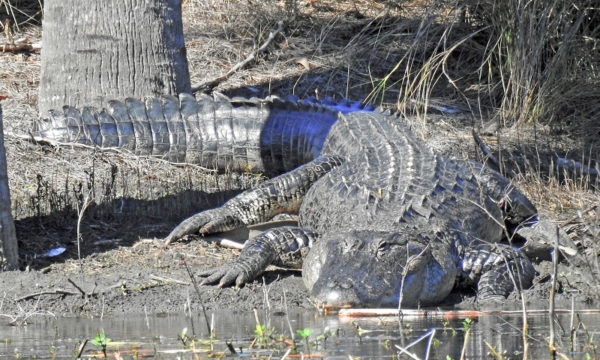 Alligators canlive up to 50 years