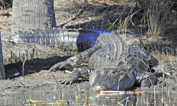 Alligators can live up to 50 years Alligators canlive up to 50 years