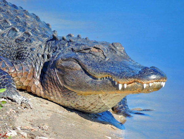 Alligators have 74 to 80 teeth